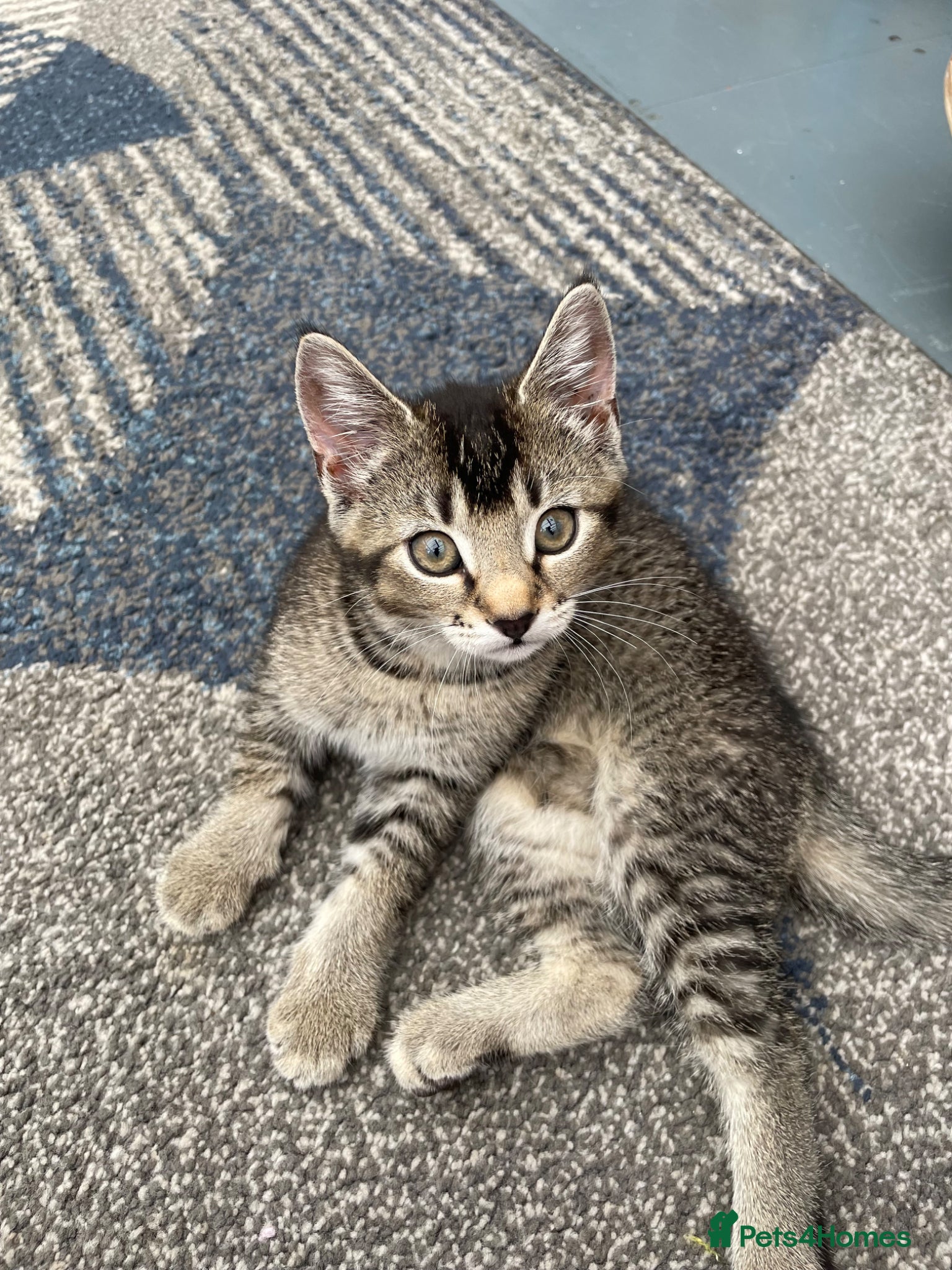Mixed Breed cats 1 little boy kitten left for sale  - Advert 9