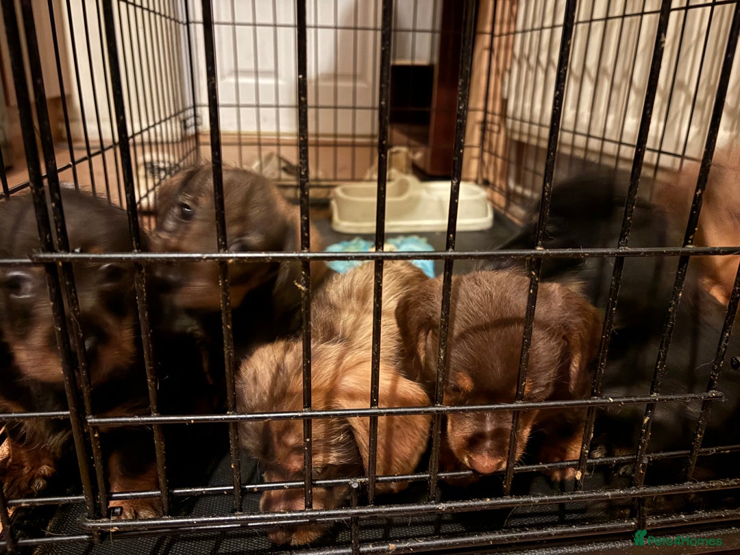 Mixed Breed dogs for sale: Beautiful Dorkie pups - Advert 5