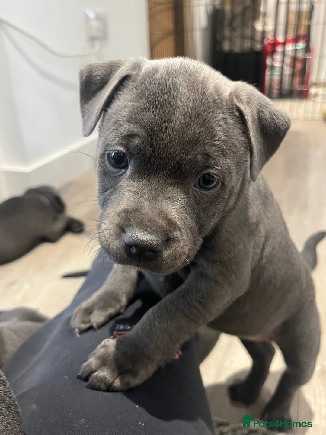 Staffordshire Bull Terrier dogs for sale: Stunning Blue Staffordshire Bull Puppies for sale - Image 16