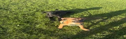 Mixed Breed dogs for sale: Female ridgeback x Dutch hearder - Advert 2