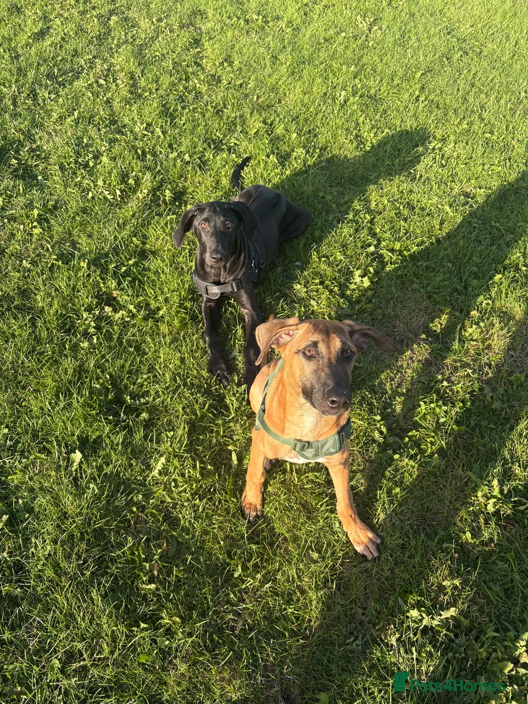 Mixed Breed dogs for sale: Female ridgeback x Dutch hearder - Advert 2