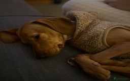 Mixed Breed dogs for sale: Hungarian Vizsla Mix - Image 4