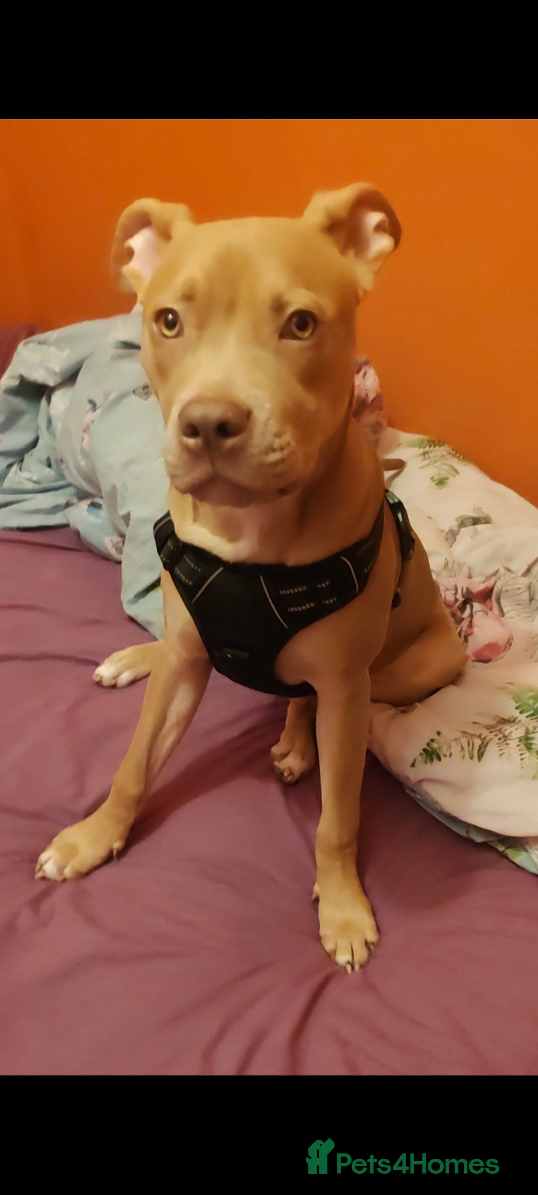 Mixed Breed dogs for sale: 10 month pup looking for forever loving home  - Advert 11