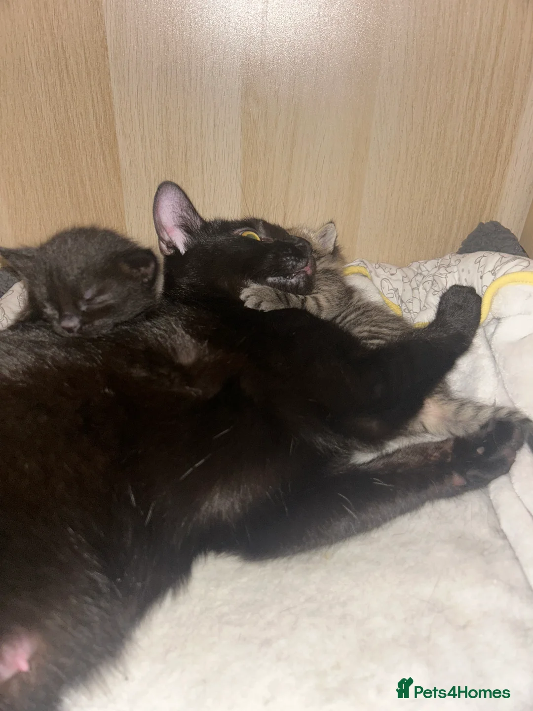 Mixed Breed cats for sale: Beautiful kittens  - Advert 37