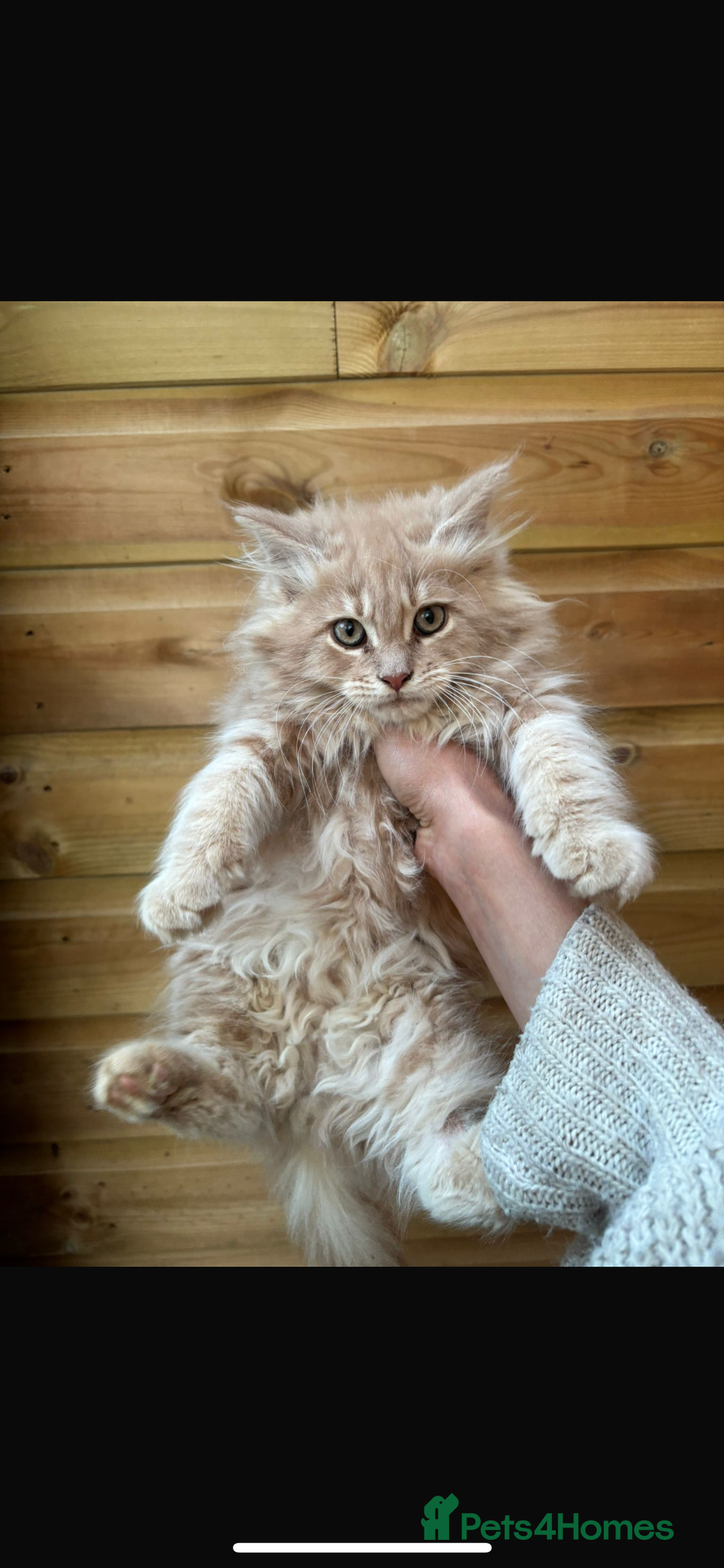 Maine Coon cats for stud: TICA Active Champion male STUD - Advert 13