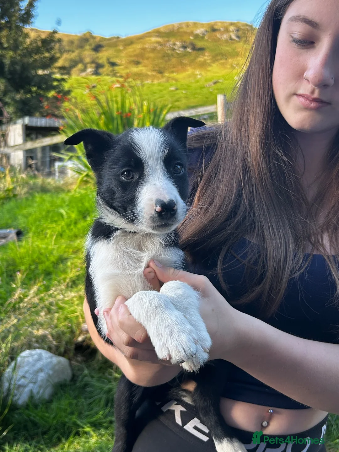 Border Collie dogs for sale: 2 male collie pups  - Advert 3