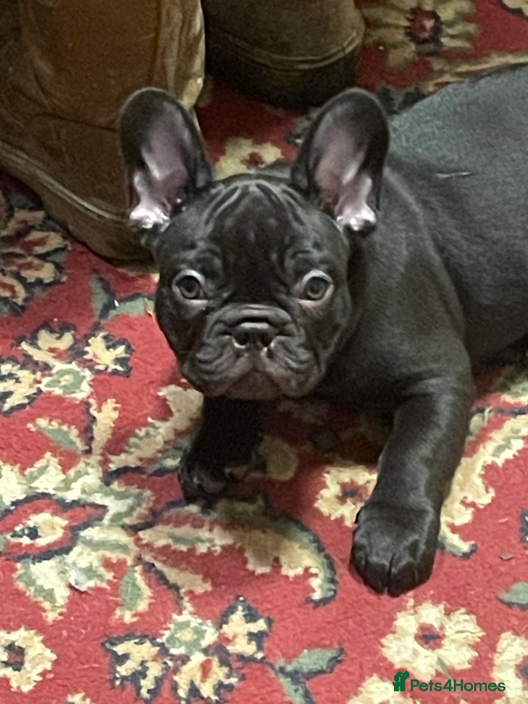 French Bulldog dogs for sale: Two boys left - Advert 6
