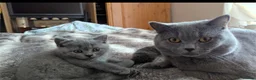 British Shorthair cats for sale: 8 weeks boy and girl - Dad 5 times champion 🏆 - Advert 4
