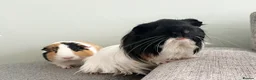 Guinea Pig rodents for sale: Two male guinea pigs  - Advert 6
