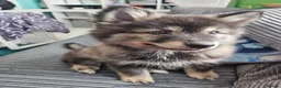 Pomsky dogs for sale: Stunning Pomsky Puppies  in Worthing - Advert 16