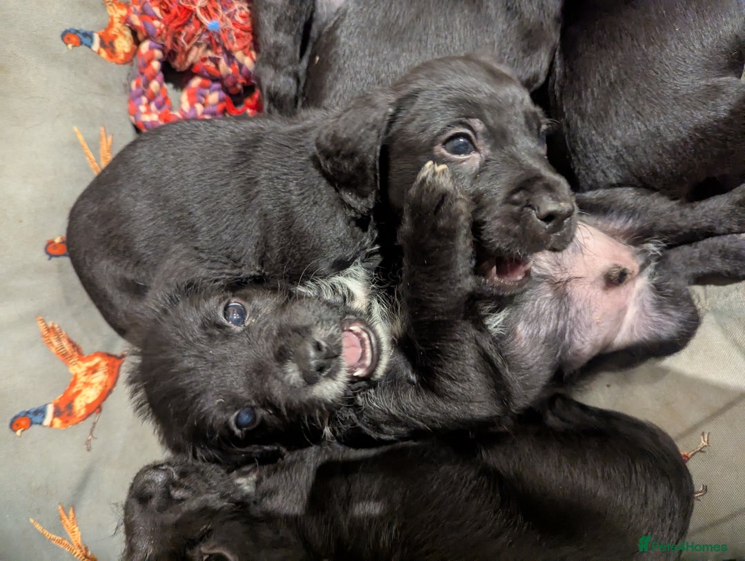 Mixed Breed dogs for sale: Stunning Puppies Ready to go 10 November - Image 12