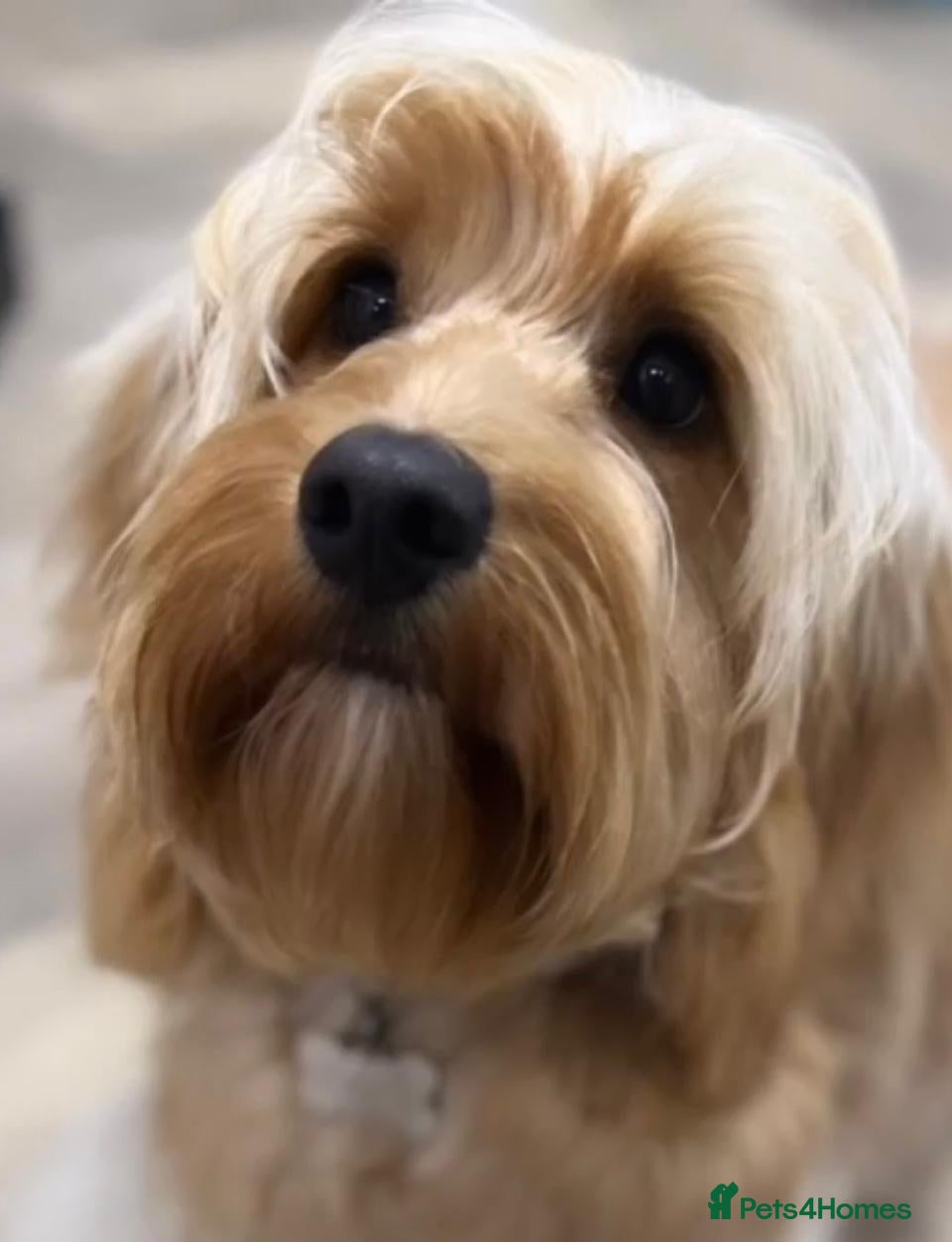 Cockapoo dogs Teddy Bear Type Miniature Cockerpoo's. - Advert 1