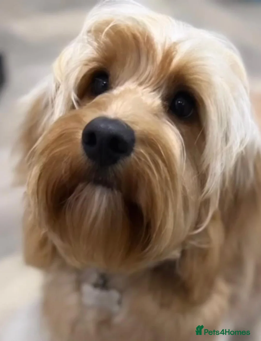 Cockapoo dogs for sale: Teddy Bear Type Miniature Cockerpoo's. - Advert 1