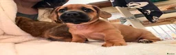 Mixed Breed dogs for sale: Miniature Daschund x 1/8th Border Terrier Puppies in Grantham - Advert 14