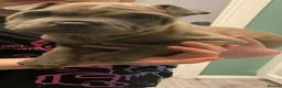Mixed Breed dogs for sale: LAST PUP remaining Price Drop French pei pups  - Advert 2