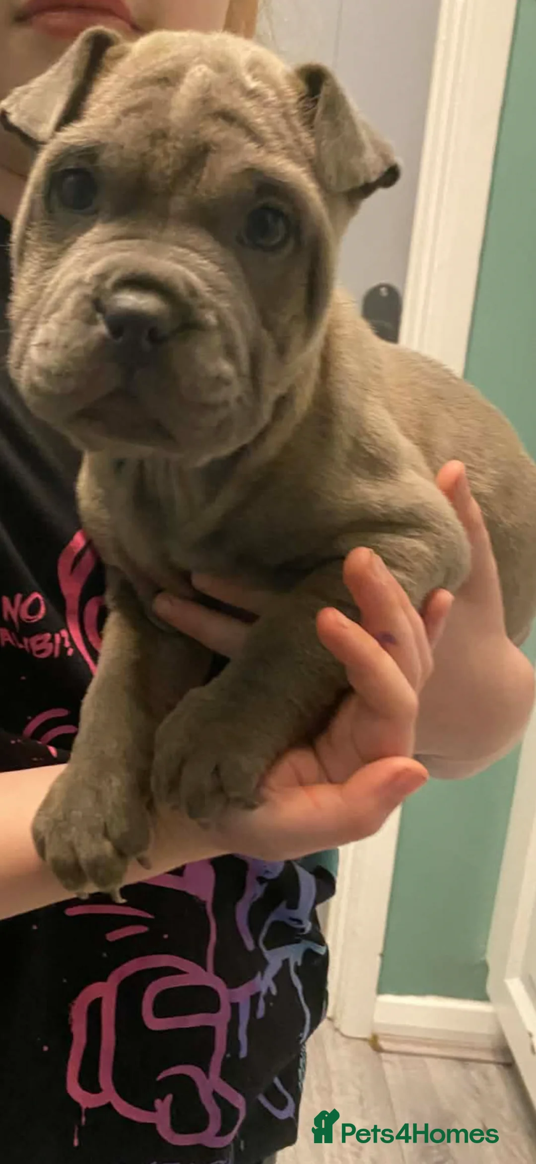 Mixed Breed dogs for sale: LAST PUP remaining Price Drop French pei pups  - Advert 2