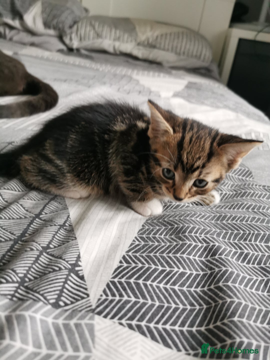 British Shorthair cats for sale: Kittens  - Image 2