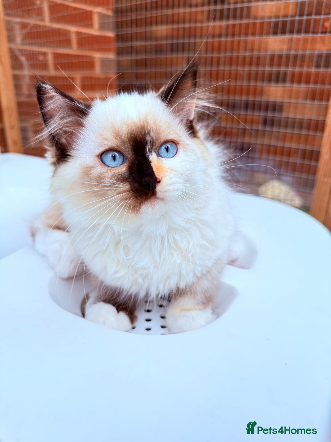 Ragdoll cats for sale: Six adorable Ragdoll kittens(1 boy and 1 girl left in Wokingham - Image 2