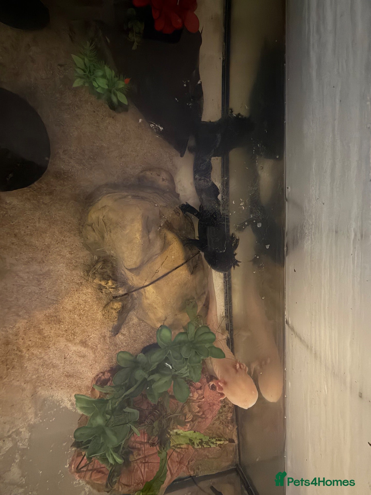 Axolotl reptiles 3 Axolotls (males)  - Advert 2