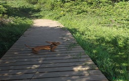 Miniature Dachshund dogs for sale: Miniture dachshund  - Image 3