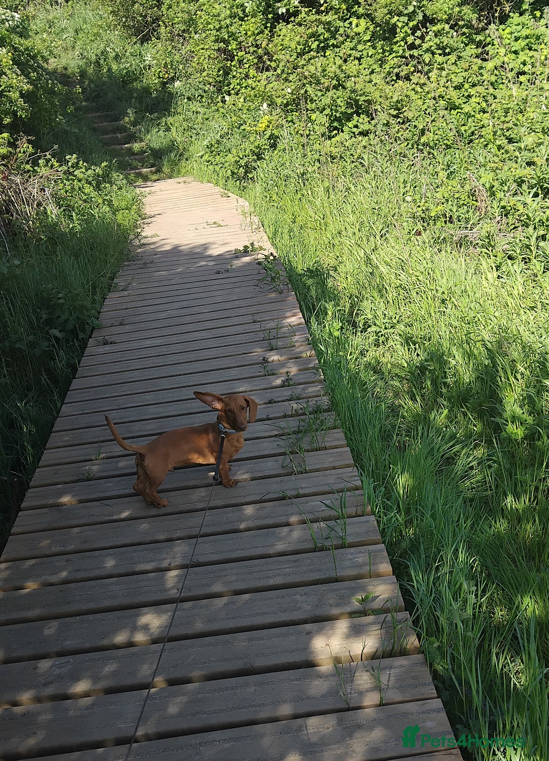 Miniature Dachshund dogs for sale: Miniture dachshund  - Image 3