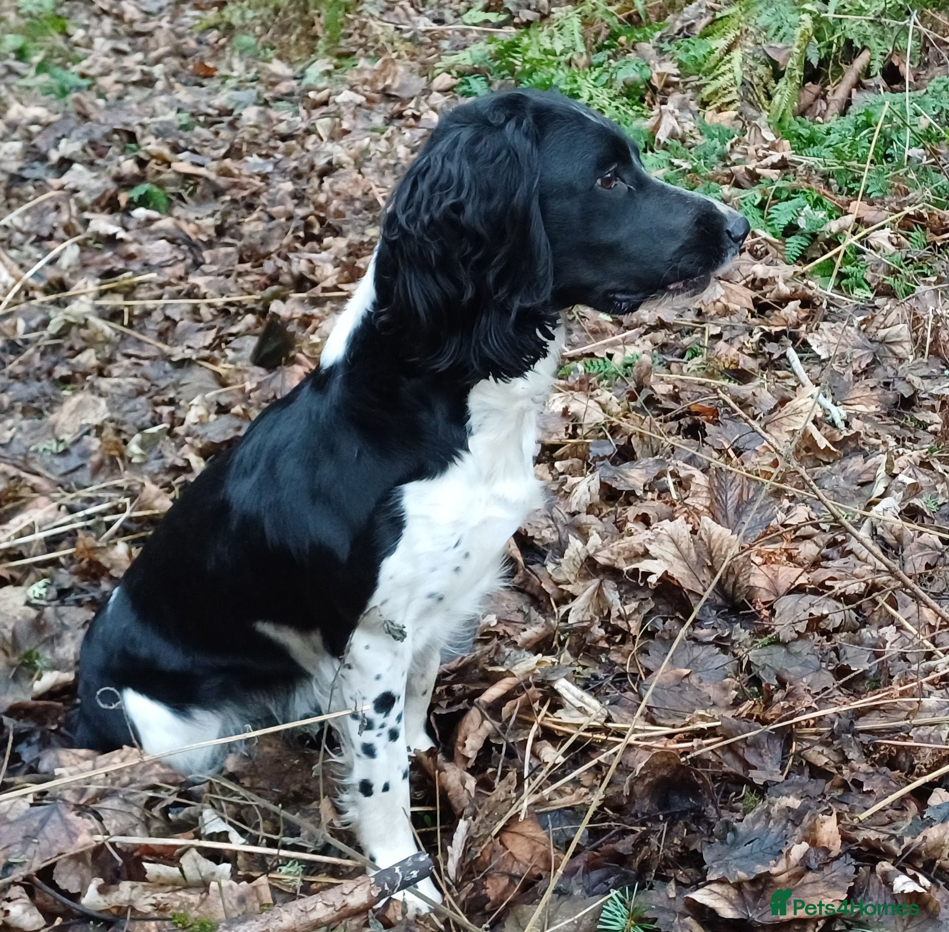 English Springer Spaniel dogs ESS Puppy (Black & White Bitch) – Ready to Leave - Advert 11