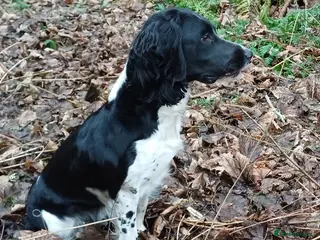 English Springer Spaniel dogs ESS Puppy (Black & White Bitch) – Ready to Leave - Advert 11