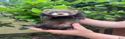 Ferret rodents for sale: 5 semi-angora ferret hobs for sale  in Cardiff - Advert 2