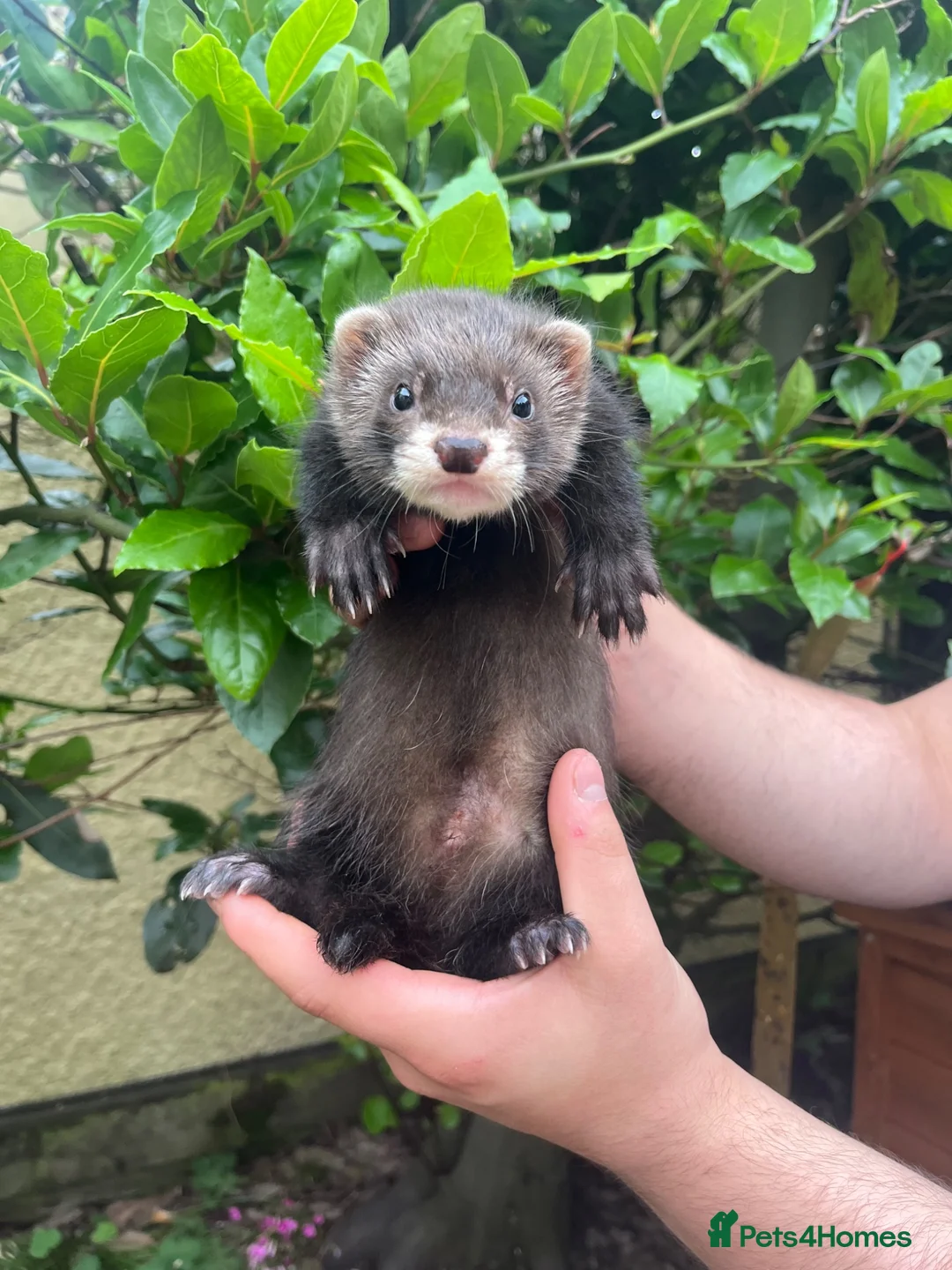 Ferret rodents for sale: 5 semi-angora ferret hobs for sale  in Cardiff - Advert 2