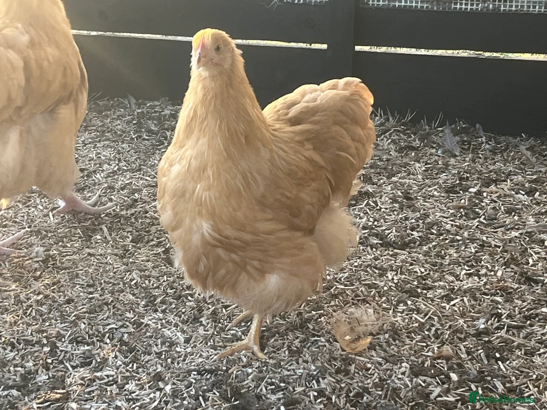 Chickens poultry for sale: Buff Orpington’s  - Advert 2