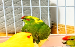 Parrots birds for sale: Beautiful Adorable Kakariki Talking Parrots - Image 11