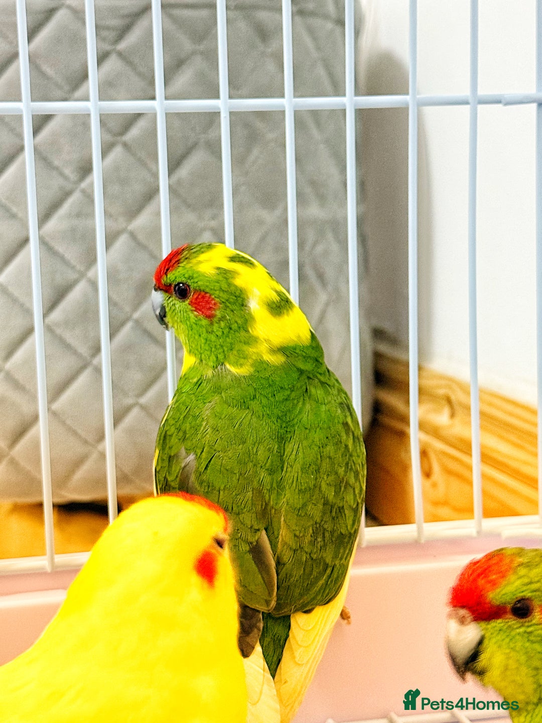 Parrots birds for sale: Beautiful Adorable Kakariki Talking Parrots - Image 11