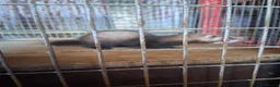 Ferret rodents for sale: Ferrets  - Advert 7