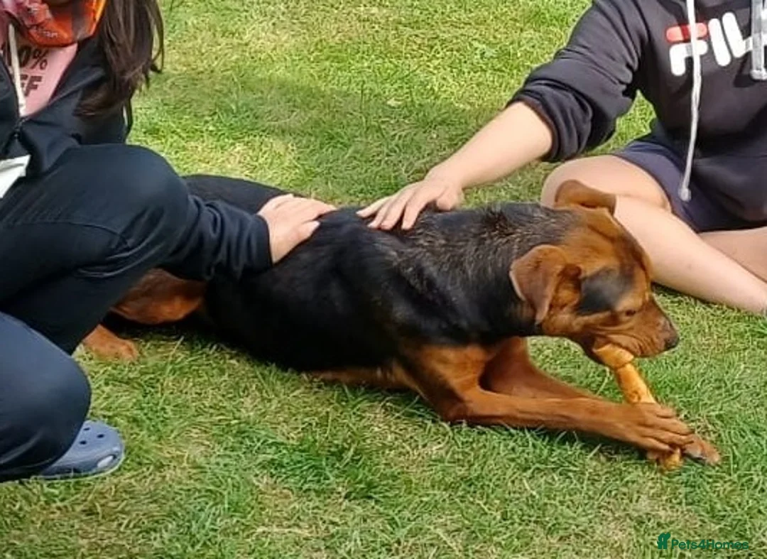 Mixed Breed dogs for adoption: Steph – 6 years old, Female, Mixed Breed - Advert 5