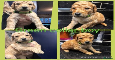 Labradoodle dogs Standard labradoodles multigenerational  - Advert 3