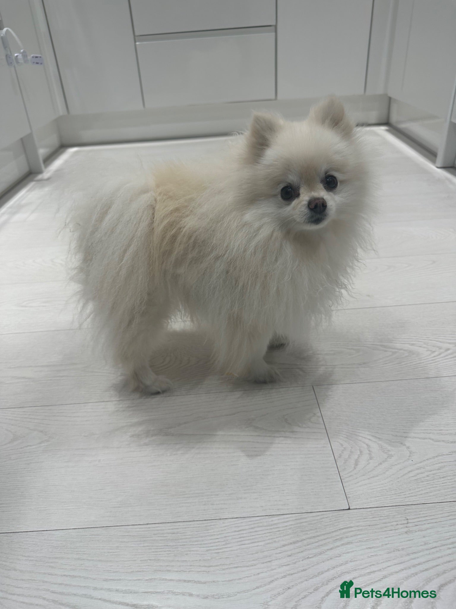 Pomeranian dogs  5-Year-Old KC Registered Pomeranian  - Advert 1