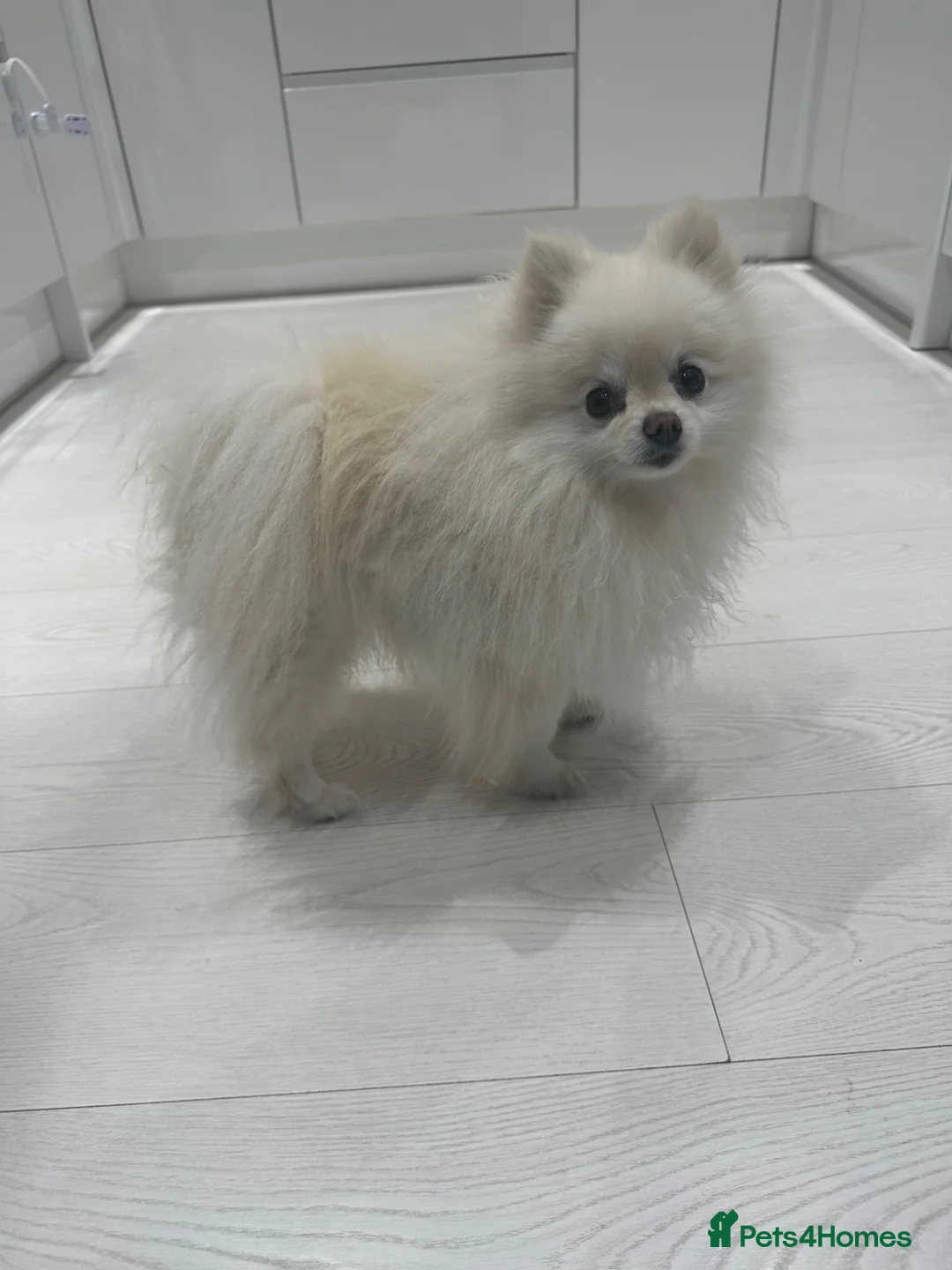 Pomeranian dogs for sale:  5-Year-Old KC Registered Pomeranian  in Stevenage - Advert 1