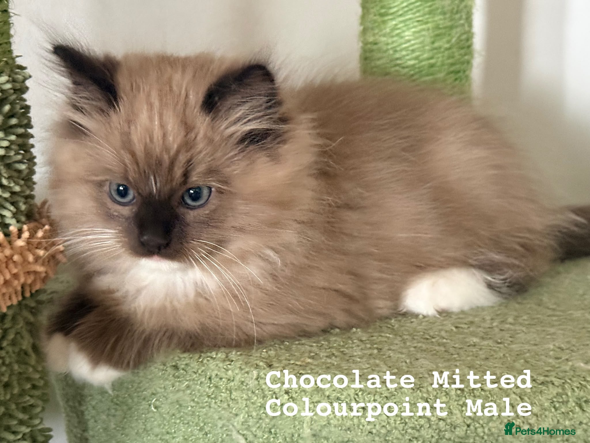 Ragdoll cats Ragdoll kittens - Advert 1