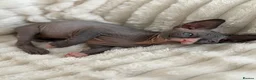 Sphynx cats for sale: Handsome Grey Sphynx Boy - Advert 8