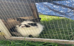 Lionhead rabbits for sale: Beautiful female Lion head rabbit for sale - Image 3