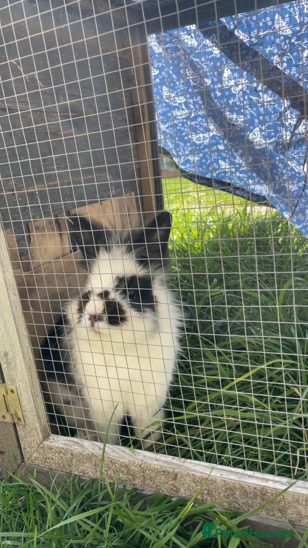 Lionhead rabbits for sale: Beautiful female Lion head rabbit for sale - Image 3
