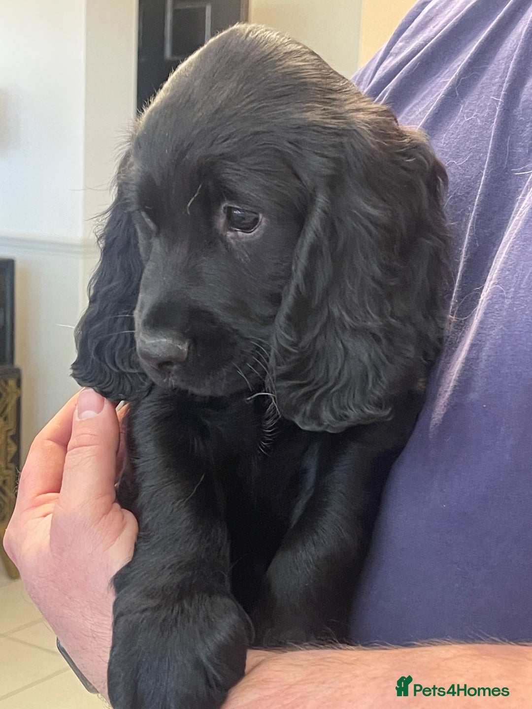 Sprocker dogs for sale: Beautiful Sprocker puppies HEALTH TESTED PARENTS - Image 38