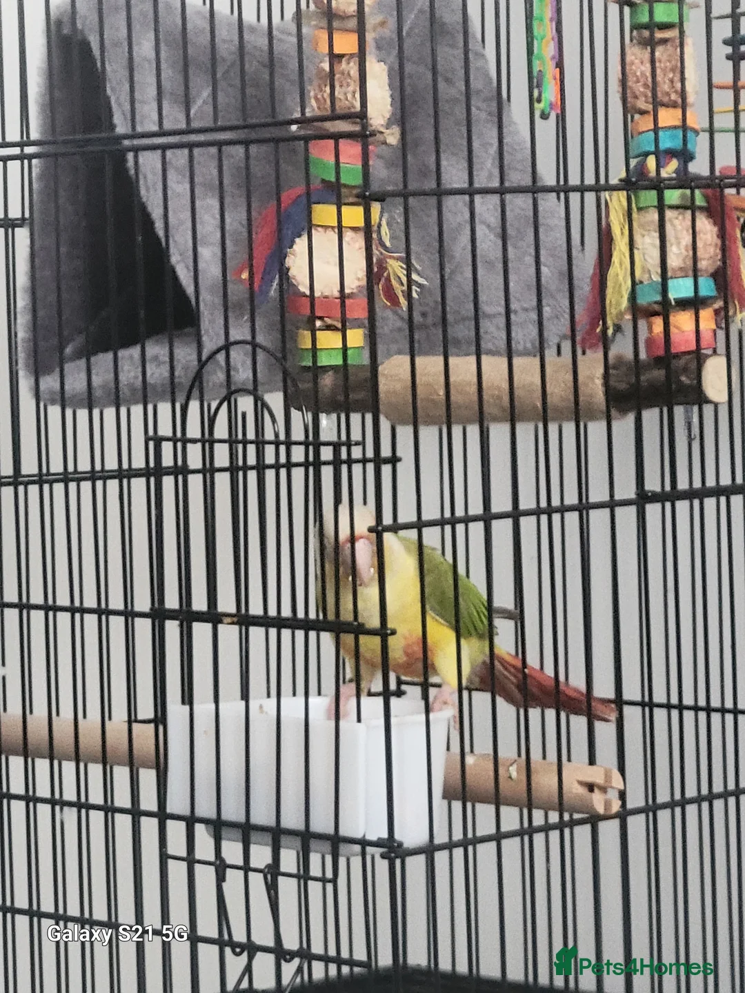 Conures birds for sale: Pyrrhura Moline pineapple  - Advert 7