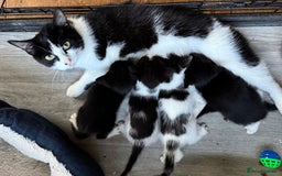 Domestic Shorthair cats for sale: Kittens - Image 13
