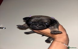 Pug dogs for sale: Beautiful kc registered Pug puppies - Image 28