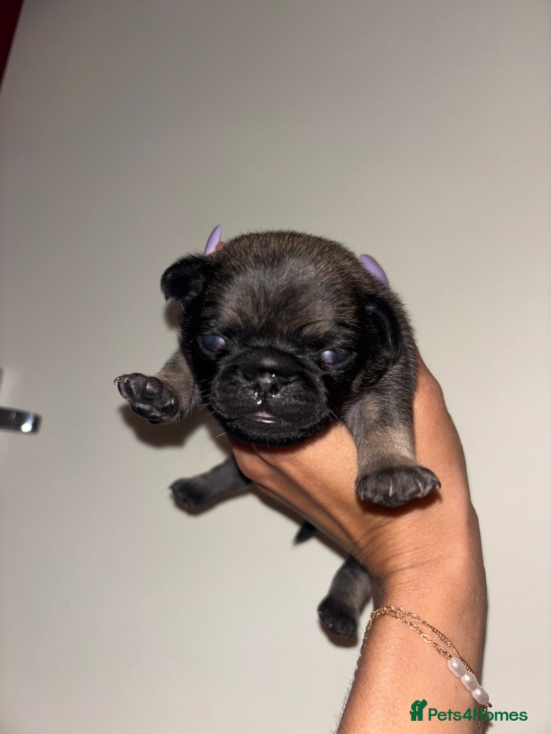 Pug dogs for sale: Beautiful kc registered Pug puppies - Image 28