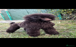 Cavapoo dogs for sale: 🐩 Stunning Chocolate KC Poodle – Lorde– 🐩 - Image 4