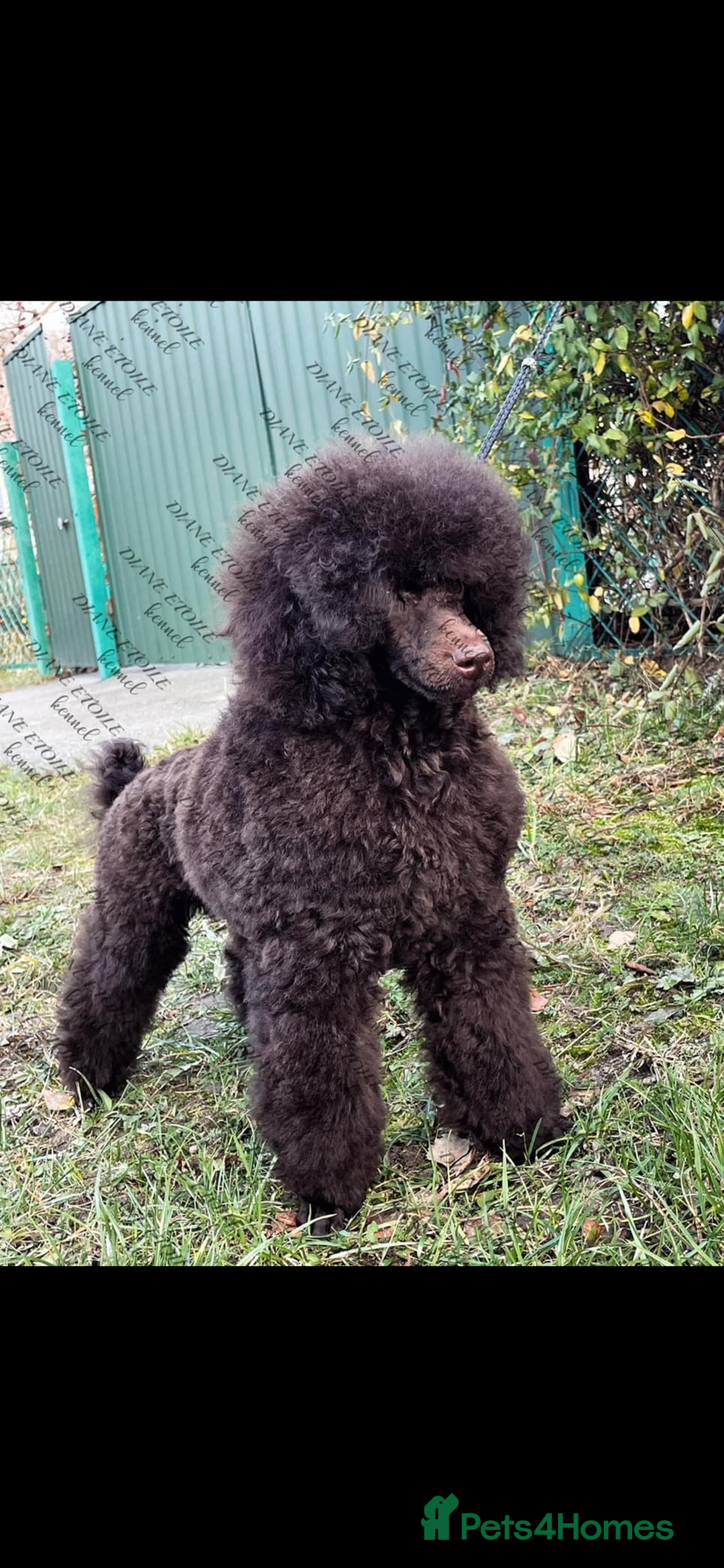 Cavapoo dogs for sale: 🐩 Stunning Chocolate KC Poodle – Lorde– 🐩 - Image 4