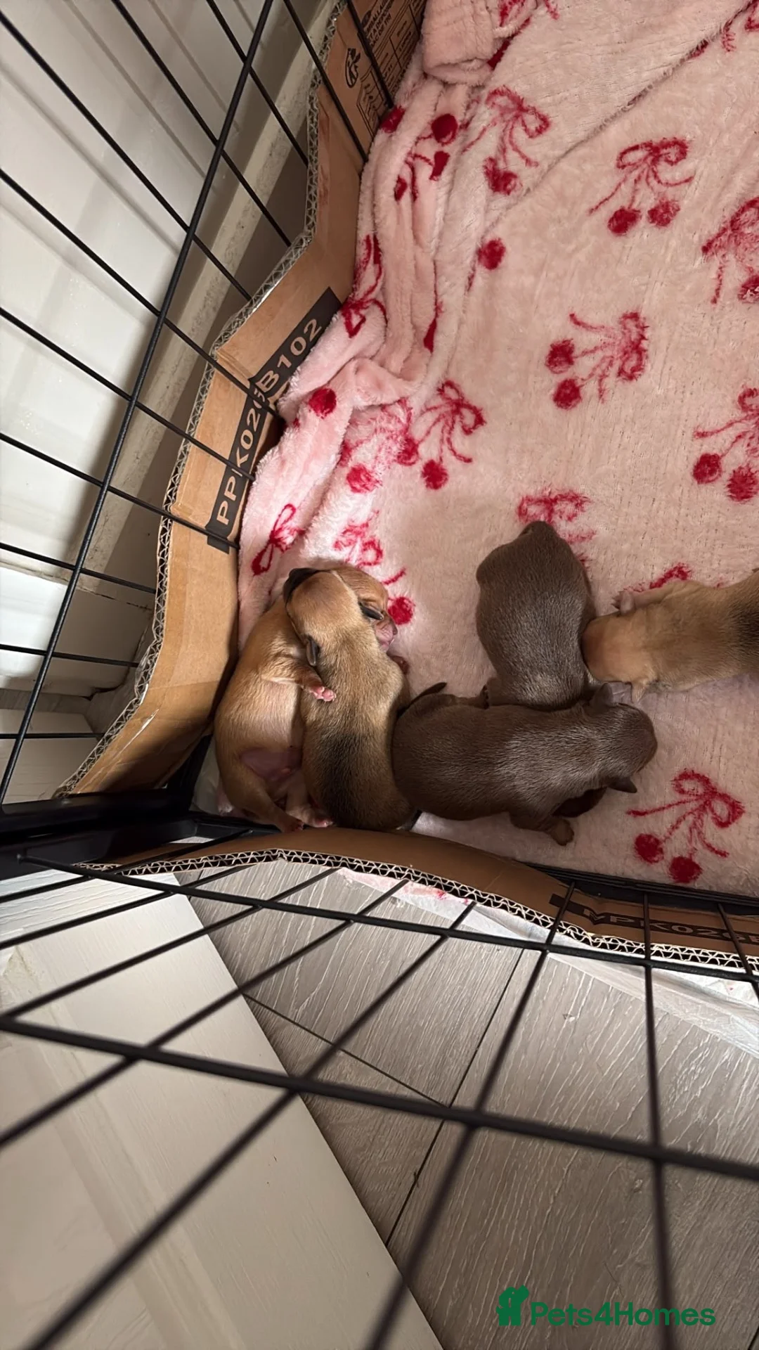Chihuahua dogs for sale: Beautiful litter of chihuahua puppies  - Advert 15