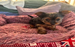 Yorkshire Terrier dogs for sale: Stunning Yorkshire terriers - Image 27